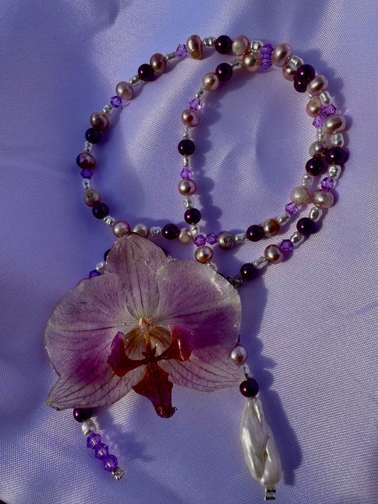 Orchidea Luna